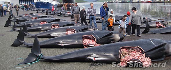 Grindadráp auf den Färöer Inseln. Foto: Sea Shepherd