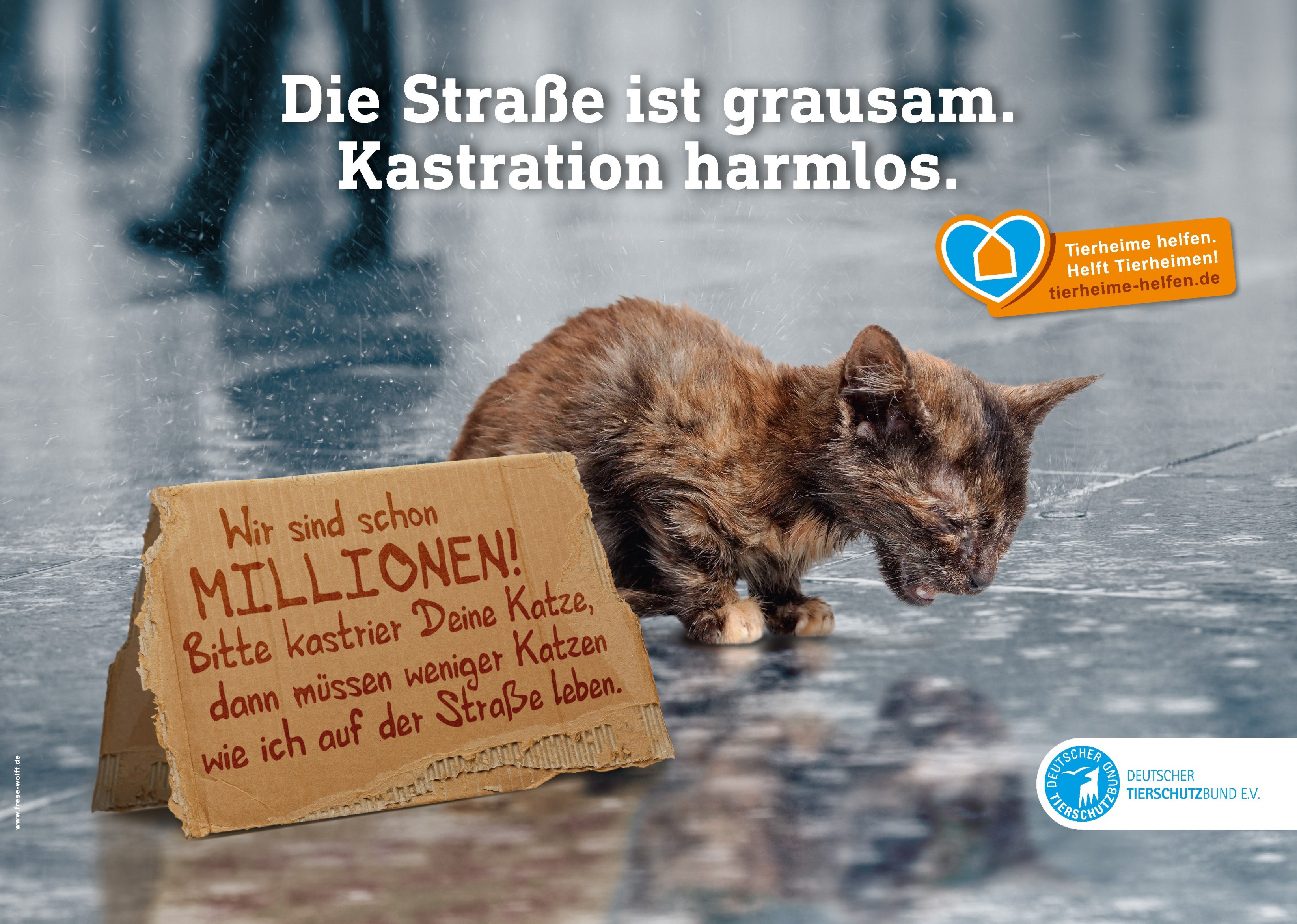 Der Deutsche Tierschutzbund macht mit einer neuen Kampagne auf das Leid der Straßenkatzen in Deutschland aufmerksam.