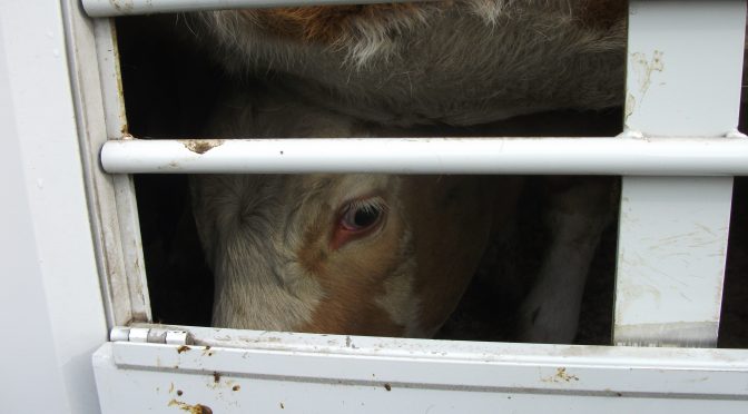 Ministerin Otte-Kinast fällt Landkreisen in Schleswig-Holstein beim Exportstopp für Tiertransporte in den Rücken