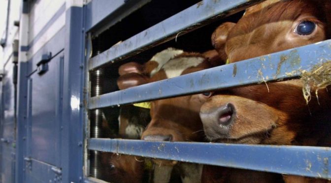 Tiertransport aus Bayern nach Marokko verhindern